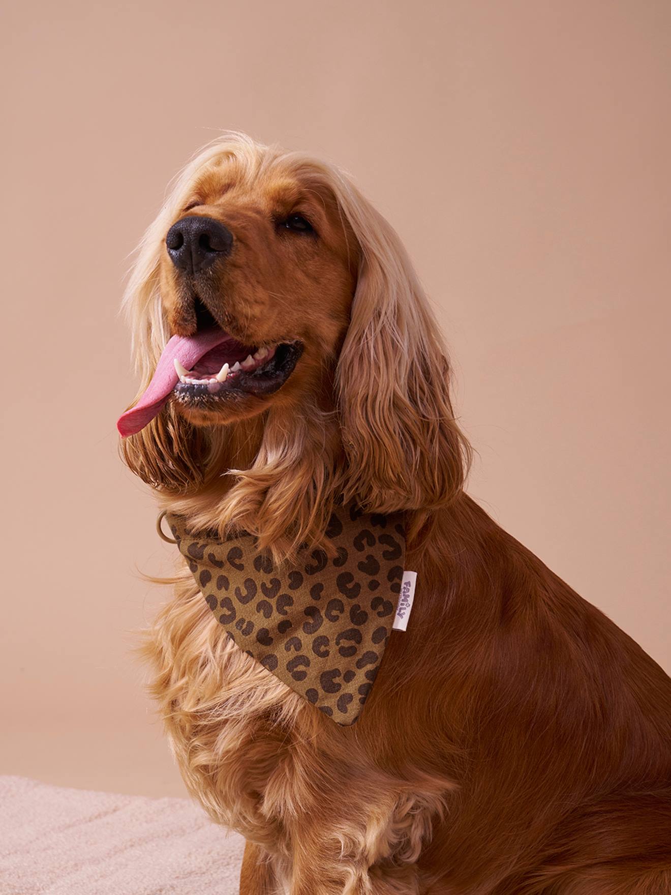 Dog bandana collar FAMILY printed